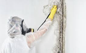 Why You Should Choose Our Mold Remediation Services in Tornillo, TX